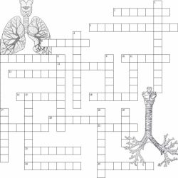 Respiratory system crossword answer key