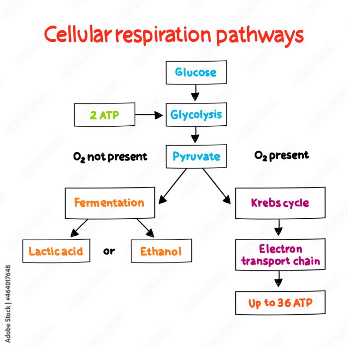 Cellular respiration concept map - answer key pdf