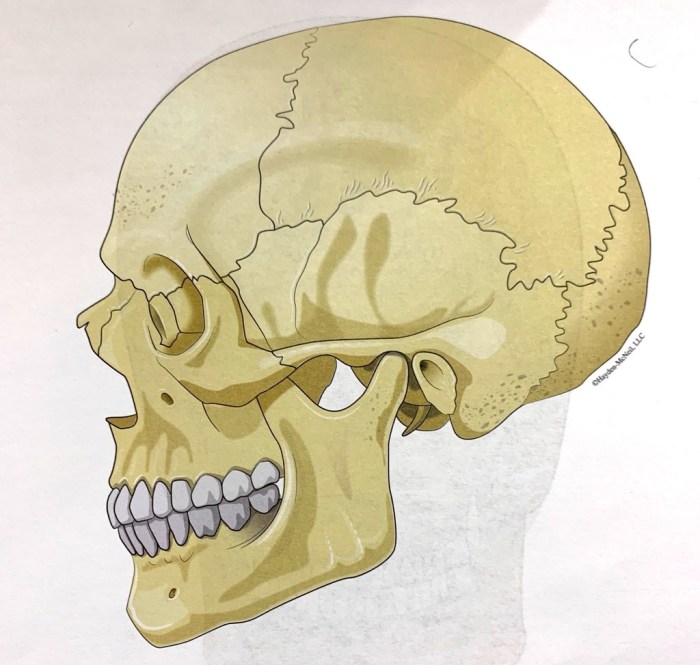 Milady chapter 2 anatomy and physiology workbook answers