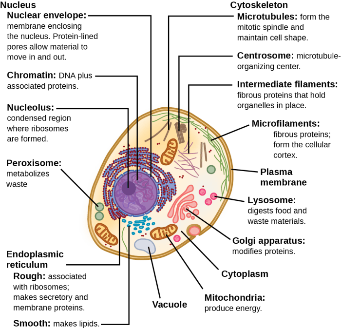 Animal cell organelles and structures worksheet