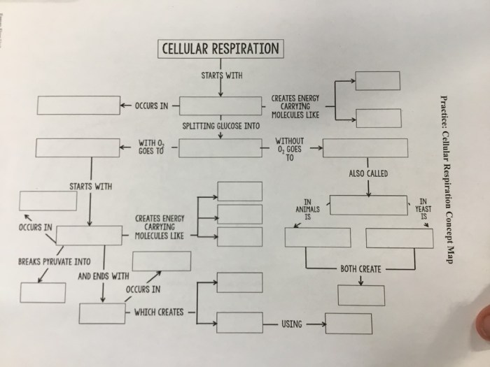 Concept map bacteria answer key use organizer graphic 10th grade zip code sciences tpt classification ppt presentation life online