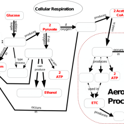 Cellular respiration concept map - answer key pdf