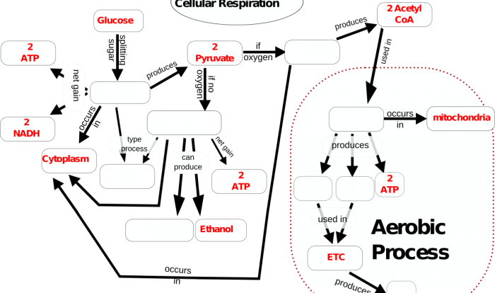 Cellular respiration concept map - answer key pdf