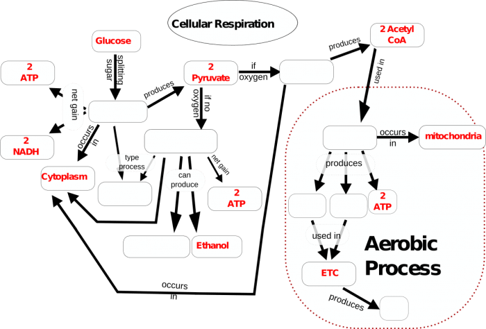 Cellular respiration concept map - answer key pdf