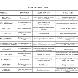 Cell organelles functions worksheet their chart answers function structure structures organelle parts worksheets animal key cytoplasm biology cells plant answer