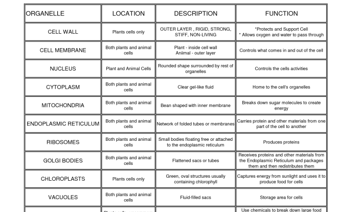 Cell organelles functions worksheet their chart answers function structure structures organelle parts worksheets animal key cytoplasm biology cells plant answer