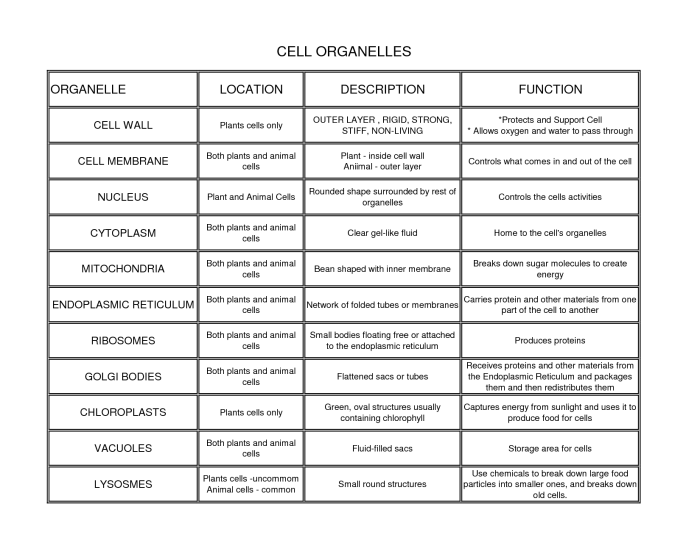 Cell organelles functions worksheet their chart answers function structure structures organelle parts worksheets animal key cytoplasm biology cells plant answer