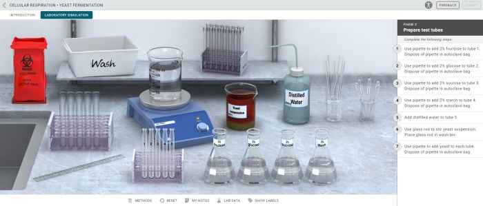 Cellular respiration yeast fermentation lab answers mcgraw hill