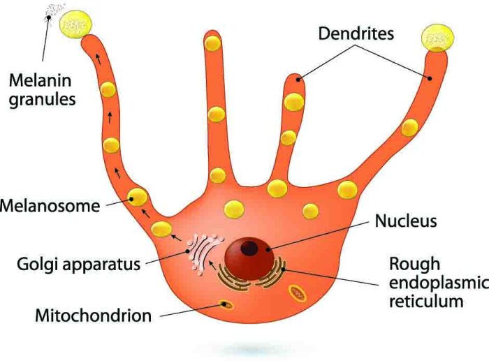 Match the following epidermal cell type with its function melanocytes