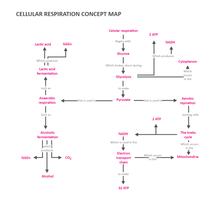 Cellular respiration concept map - answer key pdf