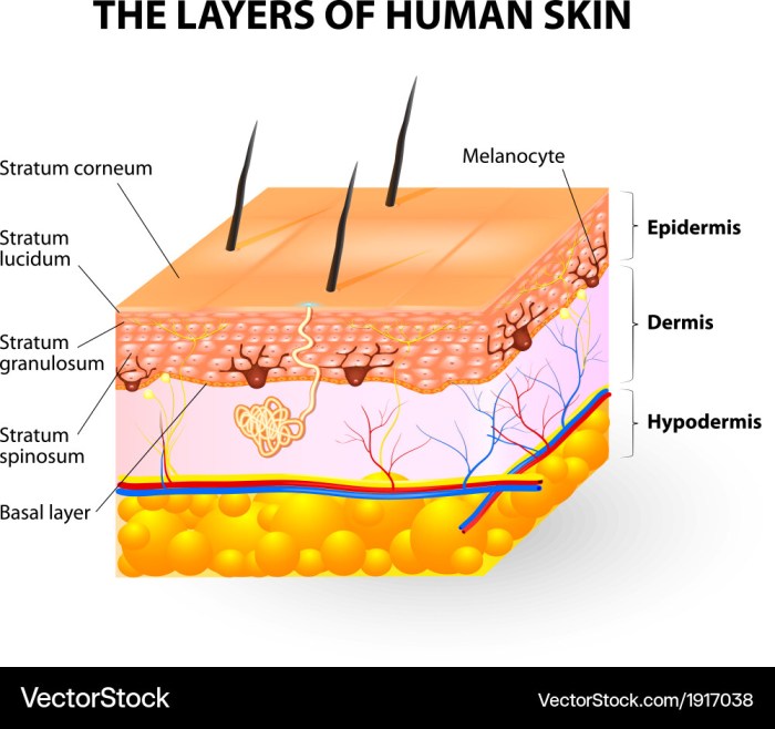 Melanocytes stratum histology melanin basale indicated web arrow integumentary